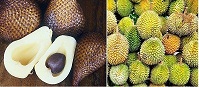[ID] Snake Fruit (fresh fruit)